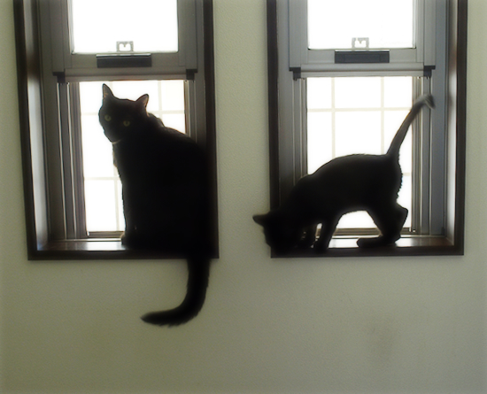 子猫と大猫_a0389088_17322514.jpg