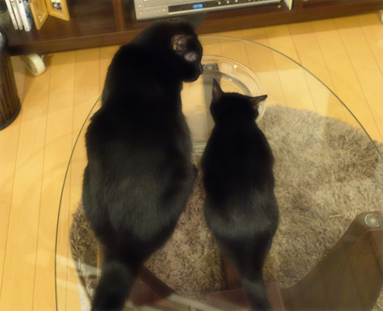 子猫と大猫_a0389088_17322579.jpg