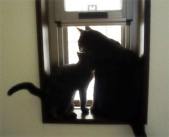 子猫と大猫_a0389088_17322599.jpg