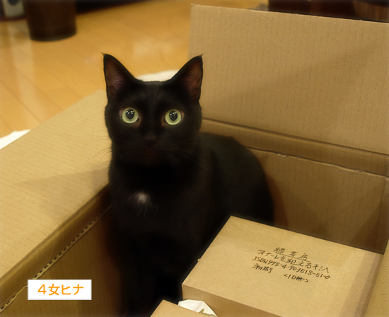 新作書籍、先行販売♪_a0389088_17322676.jpg