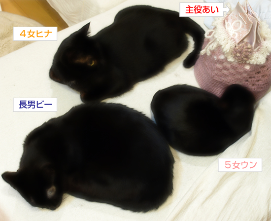 子猫が加わる猫ダンゴ_a0389088_17322901.jpg