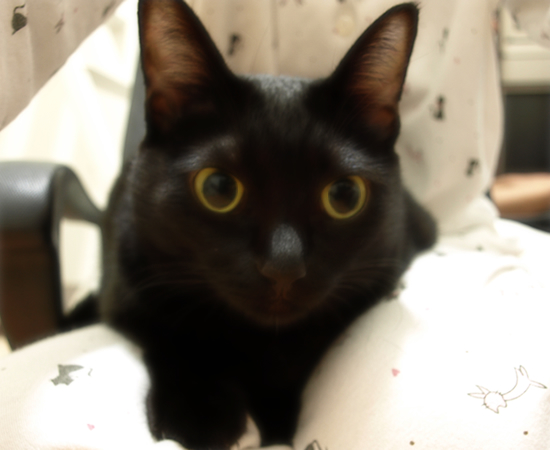子猫が加わる猫ダンゴ_a0389088_17323056.jpg