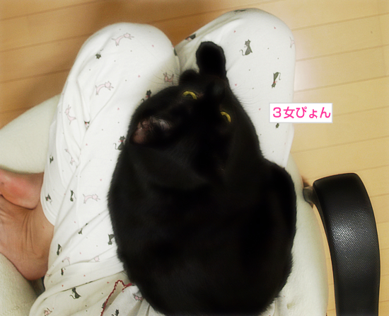 子猫が加わる猫ダンゴ_a0389088_17323063.jpg