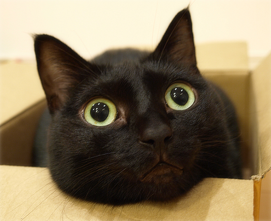 箱入り黒猫_a0389088_17323147.jpg