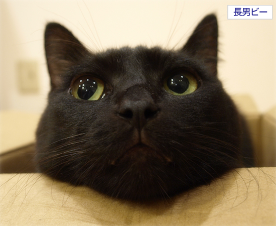 箱入り黒猫_a0389088_17323156.jpg