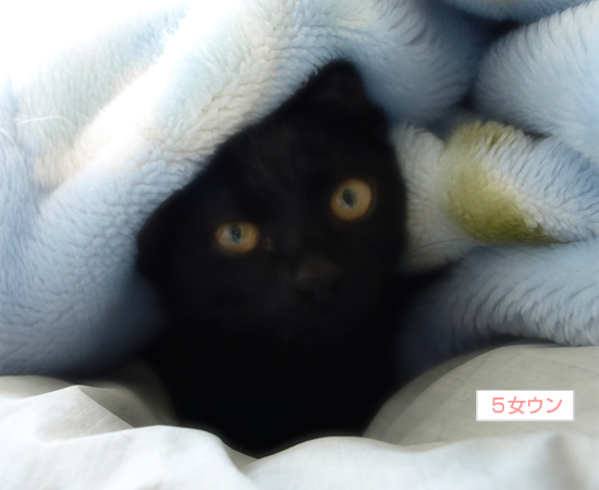 巣篭もり子猫_a0389088_17323297.jpg