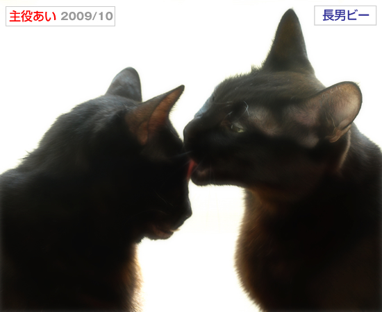 フィナーレのあとの永遠_a0389088_17323545.jpg