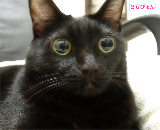 黒猫の集会所_a0389088_17323810.jpg