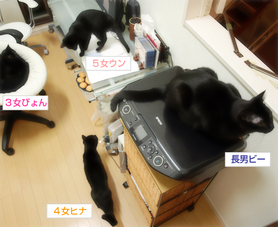 黒猫の集会所_a0389088_17323853.jpg