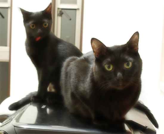 黒猫の集会所_a0389088_17323857.jpg