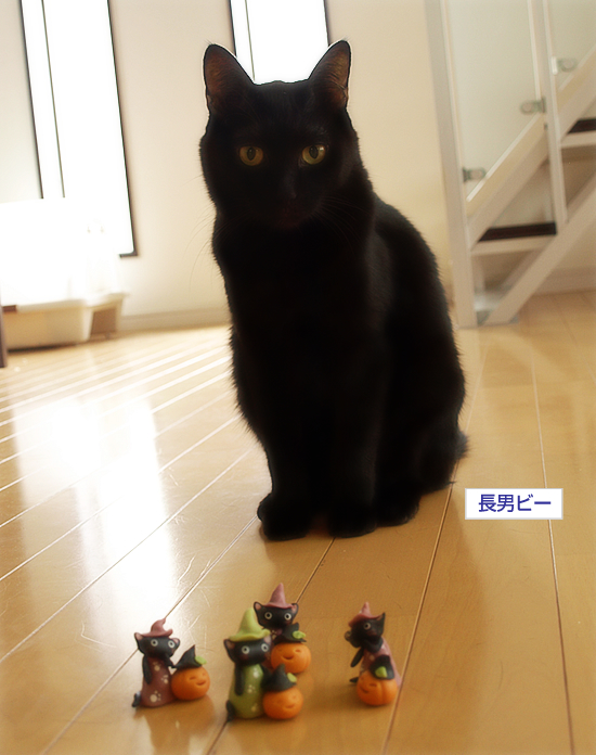 黒猫ハロウィン_a0389088_17324050.jpg