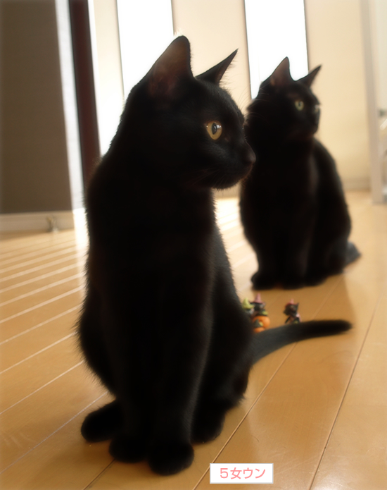 黒猫ハロウィン_a0389088_17324084.jpg
