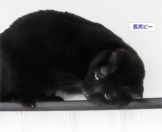 男はつらいよ_a0389088_17334485.jpg