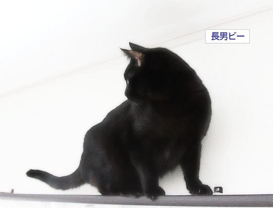 男はつらいよ_a0389088_17334572.jpg