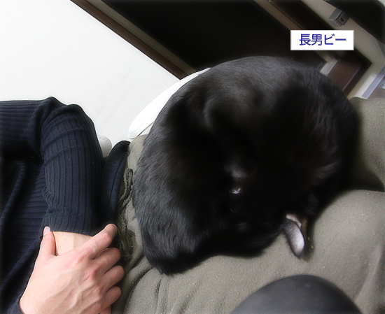 冬眠黒猫_a0389088_17334706.jpg