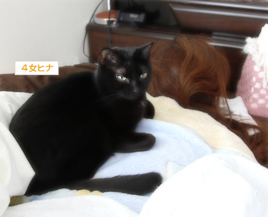 冬眠黒猫_a0389088_17334722.jpg