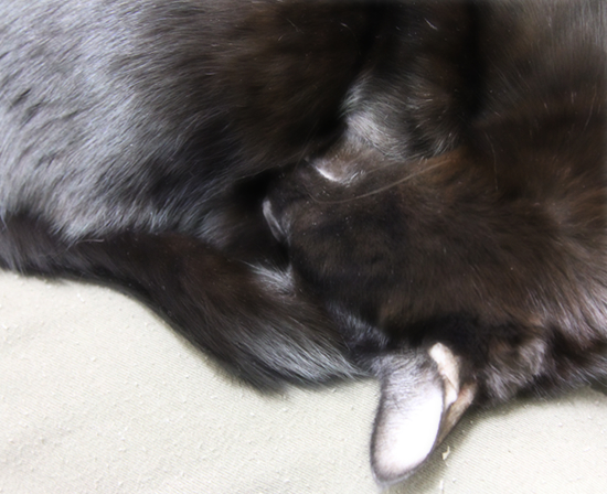 冬眠黒猫_a0389088_17334776.jpg