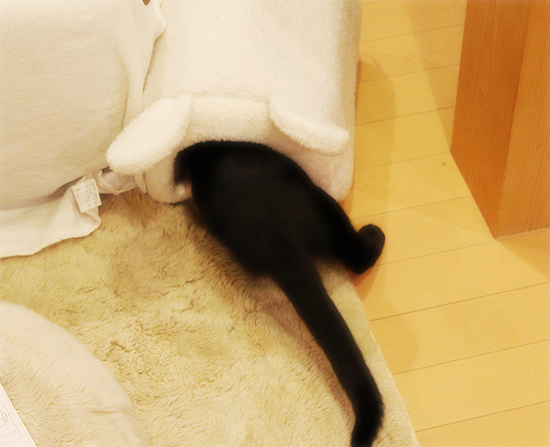 冬眠黒猫_a0389088_17334795.jpg