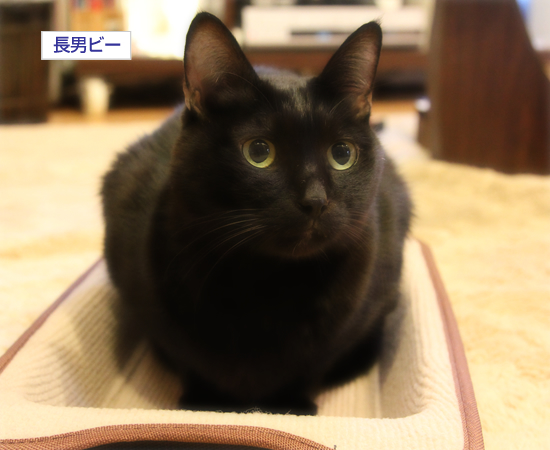 女子カメランチ部(後編)_a0389088_17335485.jpg
