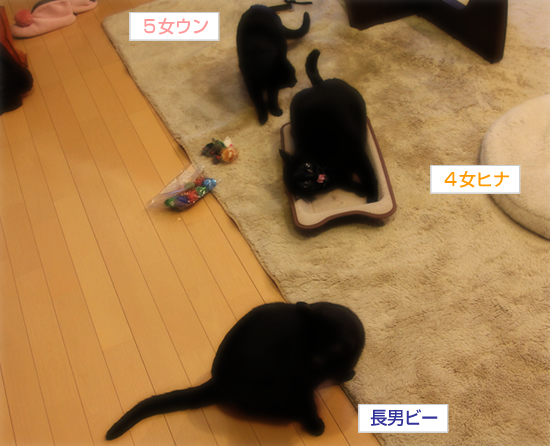 女子カメランチ部(後編)_a0389088_17335499.jpg