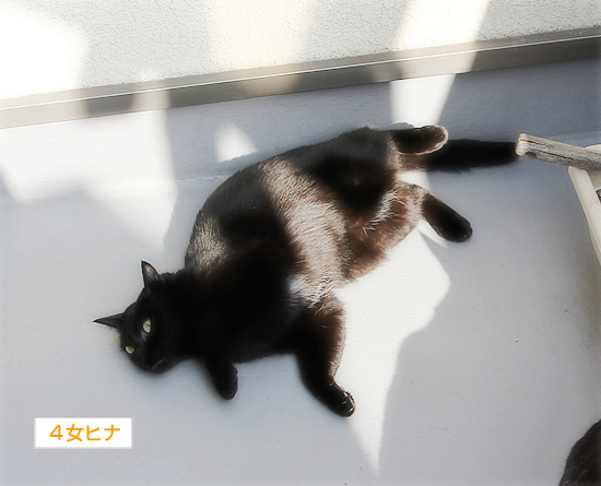 腹を出すのは_a0389088_17340040.jpg