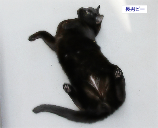 腹を出すのは_a0389088_17340094.jpg