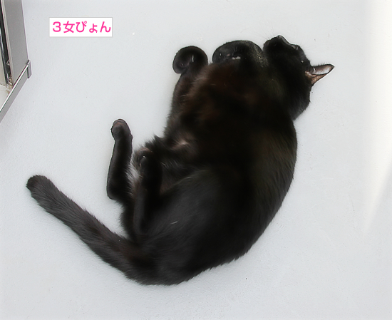 腹を出すのは_a0389088_17340109.jpg