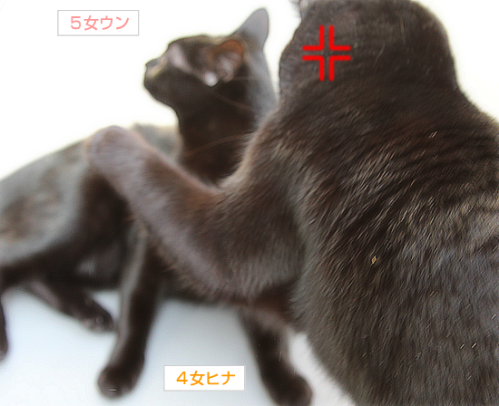 腹を出すのは_a0389088_17340181.jpg