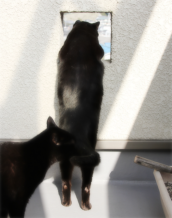 伝承される点検隊長_a0389088_17340200.jpg