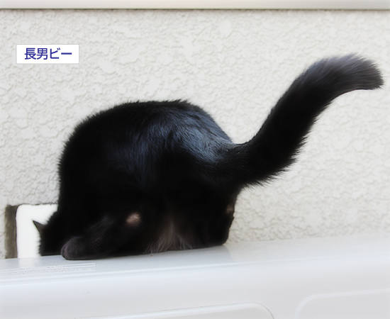 伝承される点検隊長_a0389088_17340205.jpg