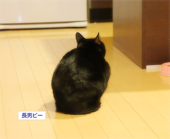 それは愛なのか!?_a0389088_17340437.jpg