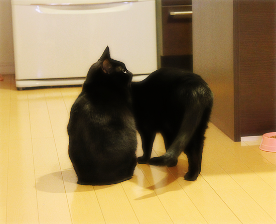 それは愛なのか!?_a0389088_17340493.jpg