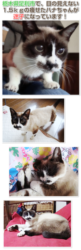 赤ちゃんと猫_a0389088_17341233.jpg