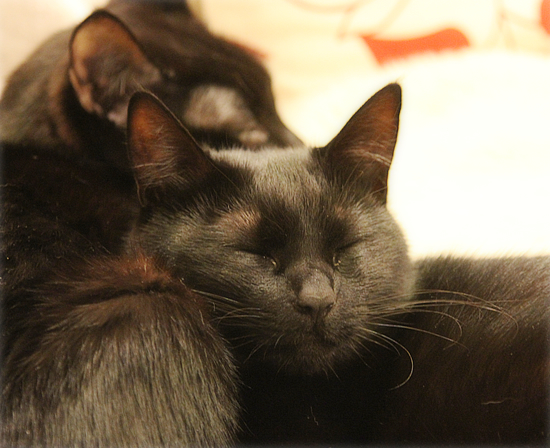 モテる猫になるには_a0389088_17341343.jpg