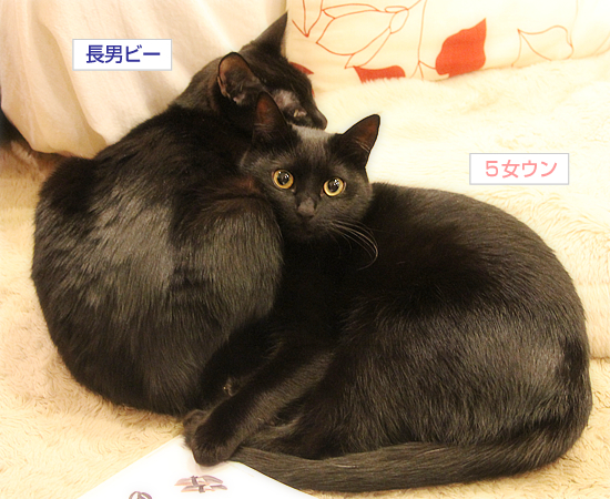モテる猫になるには_a0389088_17341357.jpg