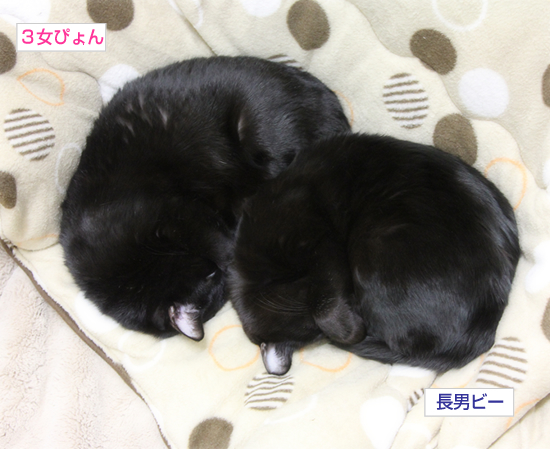 モテる猫になるには_a0389088_17341413.jpg