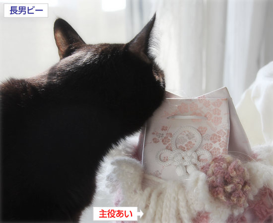 モテる猫になるには_a0389088_17341419.jpg