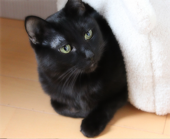 白いウサギと黒い猫_a0389088_17341422.jpg