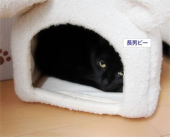 白いウサギと黒い猫_a0389088_17341437.jpg