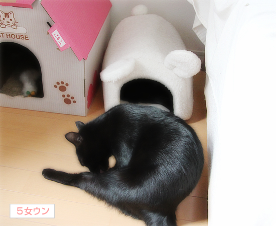 白いウサギと黒い猫_a0389088_17341448.jpg
