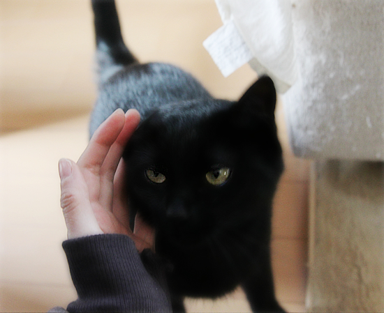 白いウサギと黒い猫_a0389088_17341481.jpg