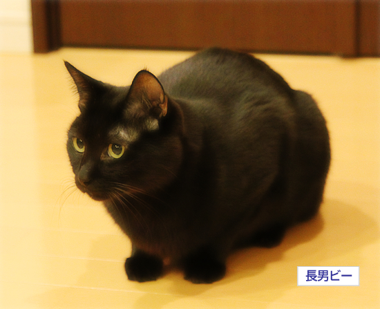 赤ちゃんと猫_a0389088_17341571.jpg