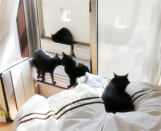ピンクの桜と、黒い猫_a0389088_17342131.jpg