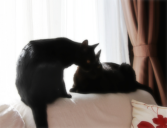 ピンクの桜と、黒い猫_a0389088_17342229.jpg