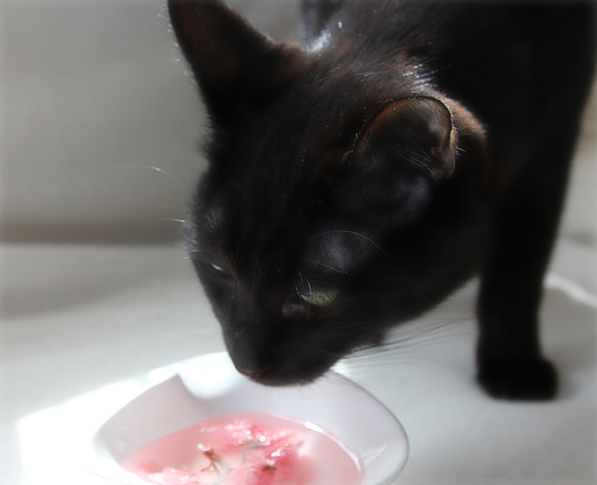 ピンクの桜と、黒い猫_a0389088_17342234.jpg