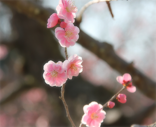 ピンクの桜と、黒い猫_a0389088_17342296.jpg