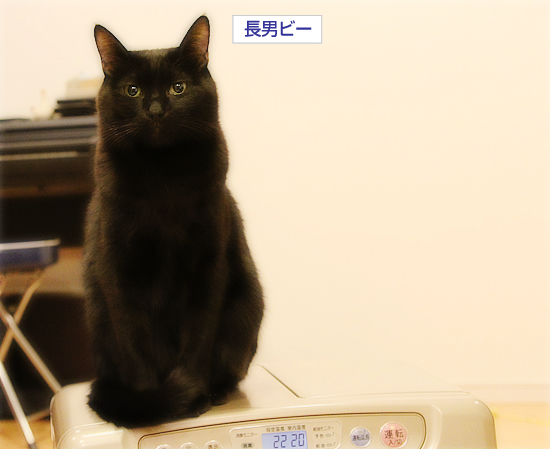愛をつなぐ_a0389088_17343257.jpg