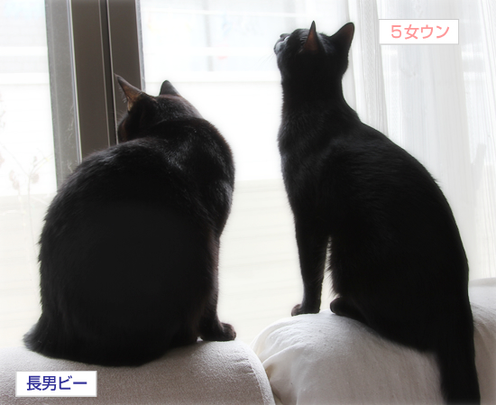暗闇に咲く花_a0389088_17343648.jpg