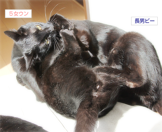 今時の若者は世渡り上手?_a0389088_17343749.jpg