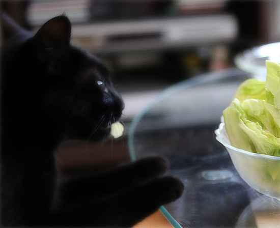 草食猫_a0389088_17344211.jpg
